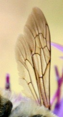 Nervatura alare degli imenotteri Apidae s.l. (Apoida)